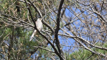 チョウゲンボウ 長野県南佐久 2024年4月20日(土)