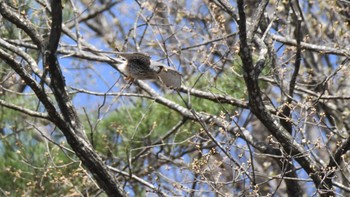 チョウゲンボウ 長野県南佐久 2024年4月20日(土)