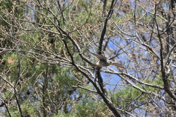 チョウゲンボウ 長野県南佐久 2024年4月20日(土)