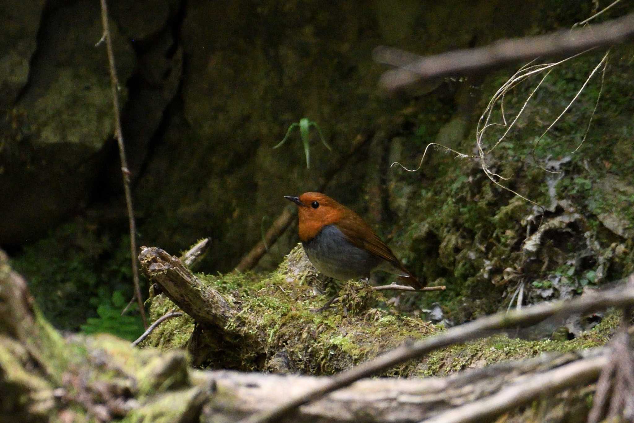 Photo of Japanese Robin at Hayatogawa Forest Road by morinokotori