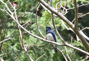 Blue-and-white Flycatcher Hayatogawa Forest Road Sat, 4/20/2024