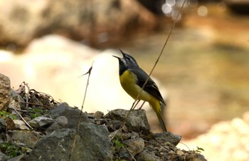 Grey Wagtail Hayatogawa Forest Road Sat, 4/20/2024