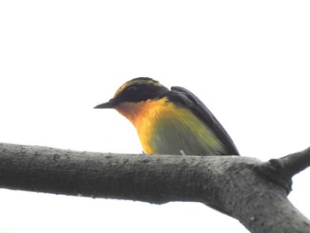 Narcissus Flycatcher 厚木七沢森林公園 Sat, 4/20/2024