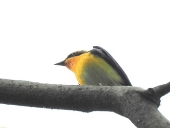 Narcissus Flycatcher 厚木七沢森林公園 Sat, 4/20/2024