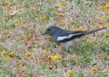 Oriental Magpie-Robin Wachirabenchathat Park(Suan Rot Fai) Wed, 4/17/2024