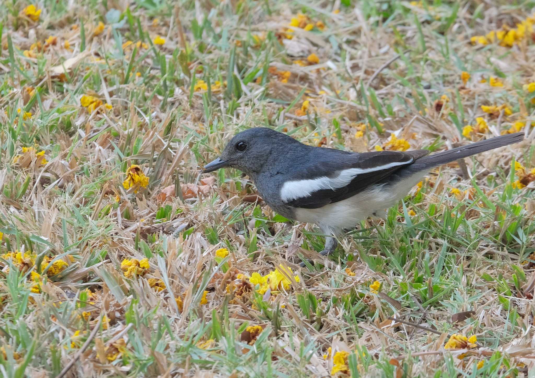 シキチョウ