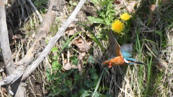 カワセミ 長野県佐久市 2024年4月20日(土)