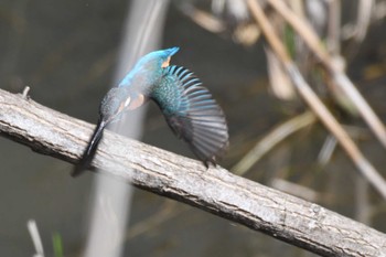 Sat, 4/20/2024 Birding report at 長野県佐久市