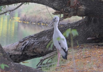 スキハシコウ Wachirabenchathat Park(Suan Rot Fai) 2024年4月17日(水)