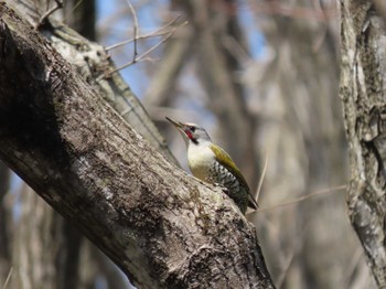 Japanese Green Woodpecker 荒沢湿原 Mon, 4/15/2024