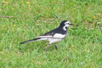 ハクセキレイ 東京港野鳥公園 2024年4月20日(土)