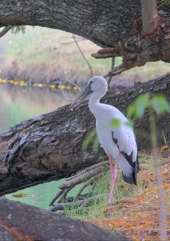 Asian Openbill Wachirabenchathat Park(Suan Rot Fai) Wed, 4/17/2024