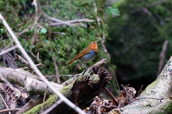 Japanese Robin Hayatogawa Forest Road Sat, 4/20/2024