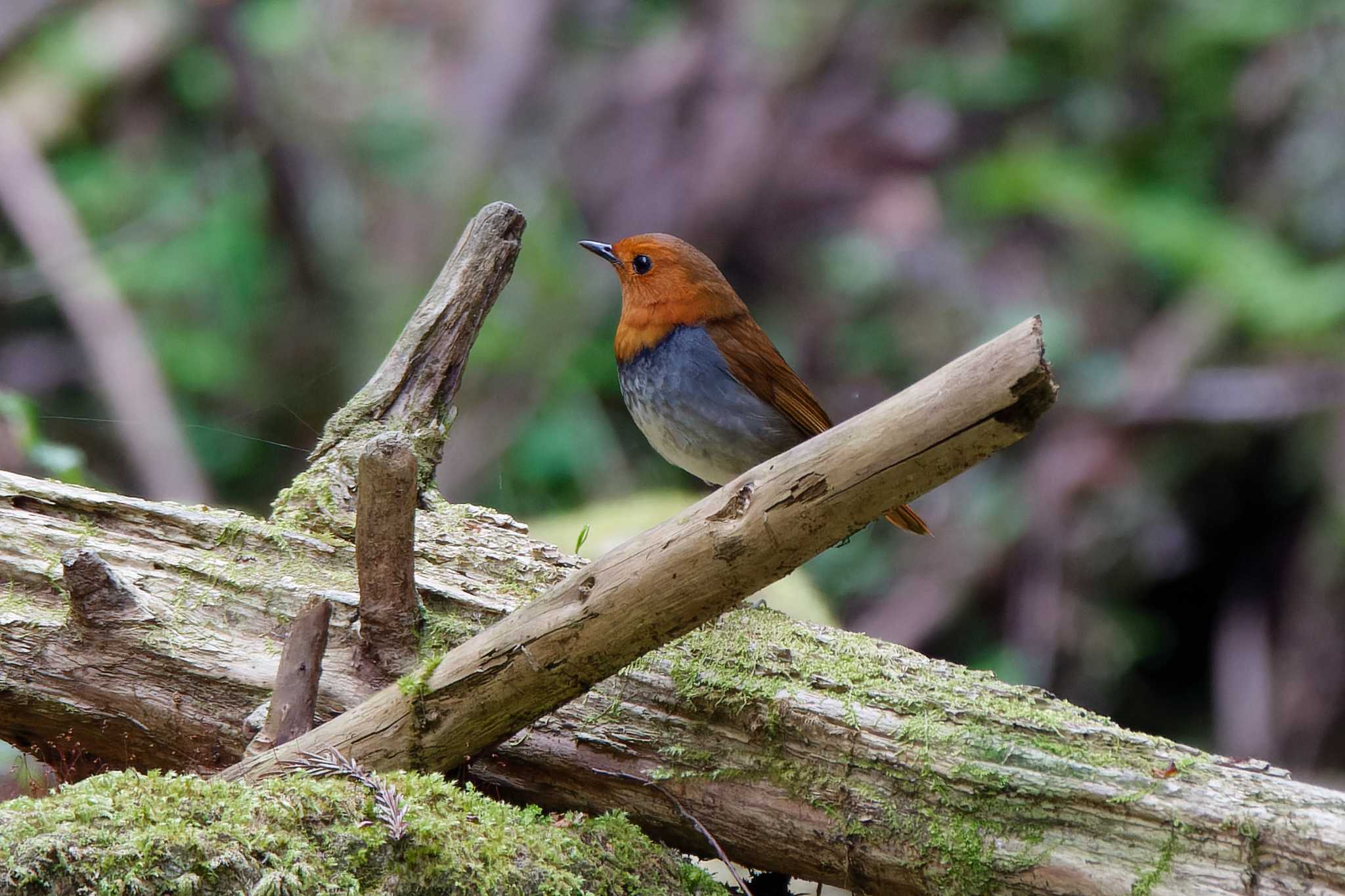 Photo of Japanese Robin at Hayatogawa Forest Road by ぴくるす