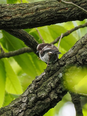 Long-tailed Tit 古河公方公園 Sat, 4/20/2024