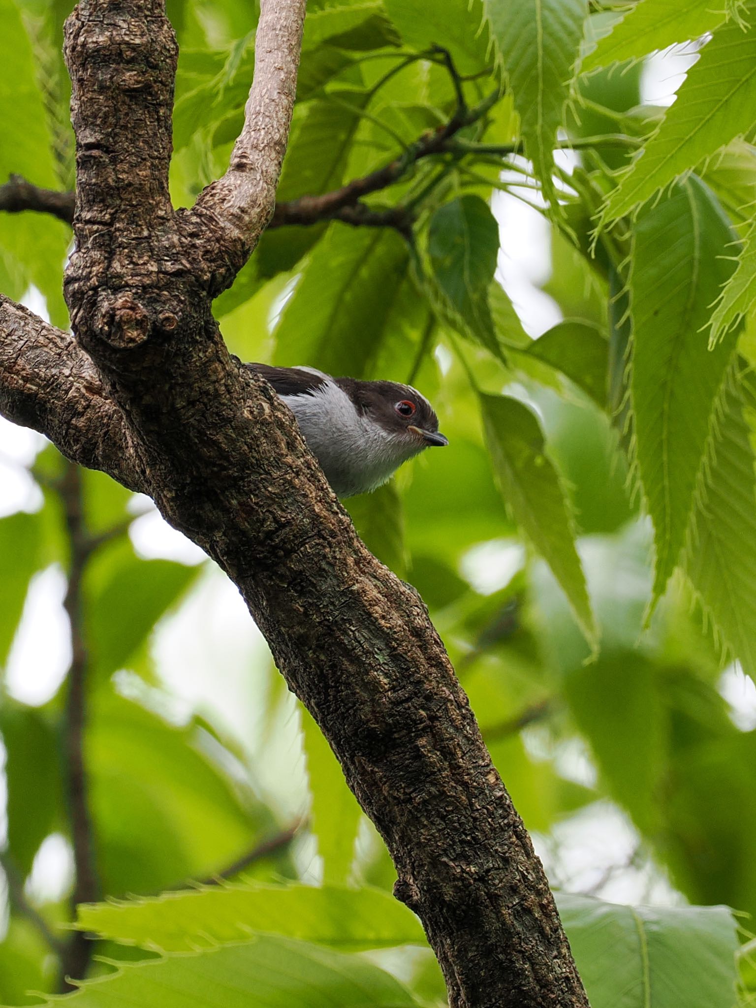 Photo of Long-tailed Tit at 古河公方公園 by daffy@お散歩探鳥＆遠征探鳥♪