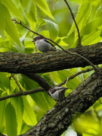 Long-tailed Tit 古河公方公園 Sat, 4/20/2024