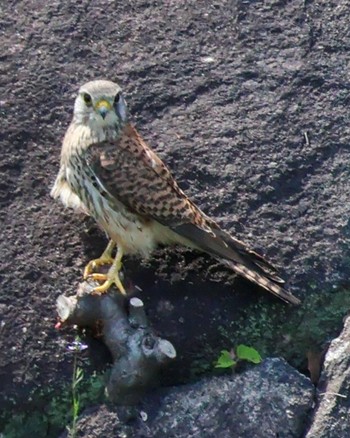 Common Kestrel Osaka castle park Fri, 4/19/2024