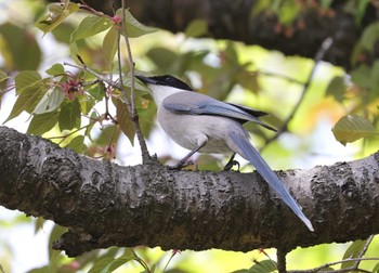 Azure-winged Magpie 多摩地区 Tue, 4/16/2024