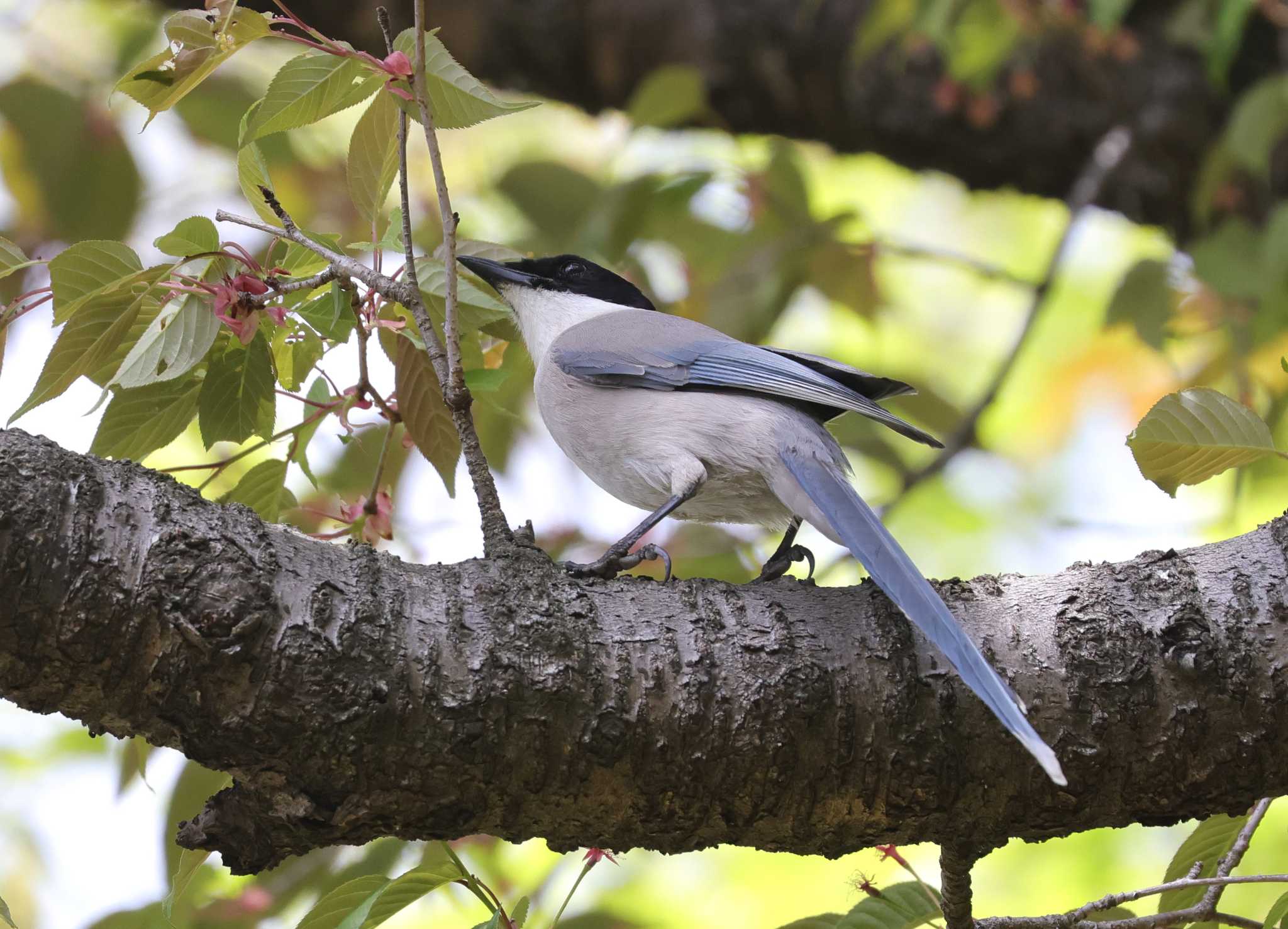 Photo of Azure-winged Magpie at 多摩地区 by taiga