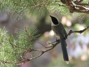 Azure-winged Magpie 多摩地区 Tue, 4/16/2024