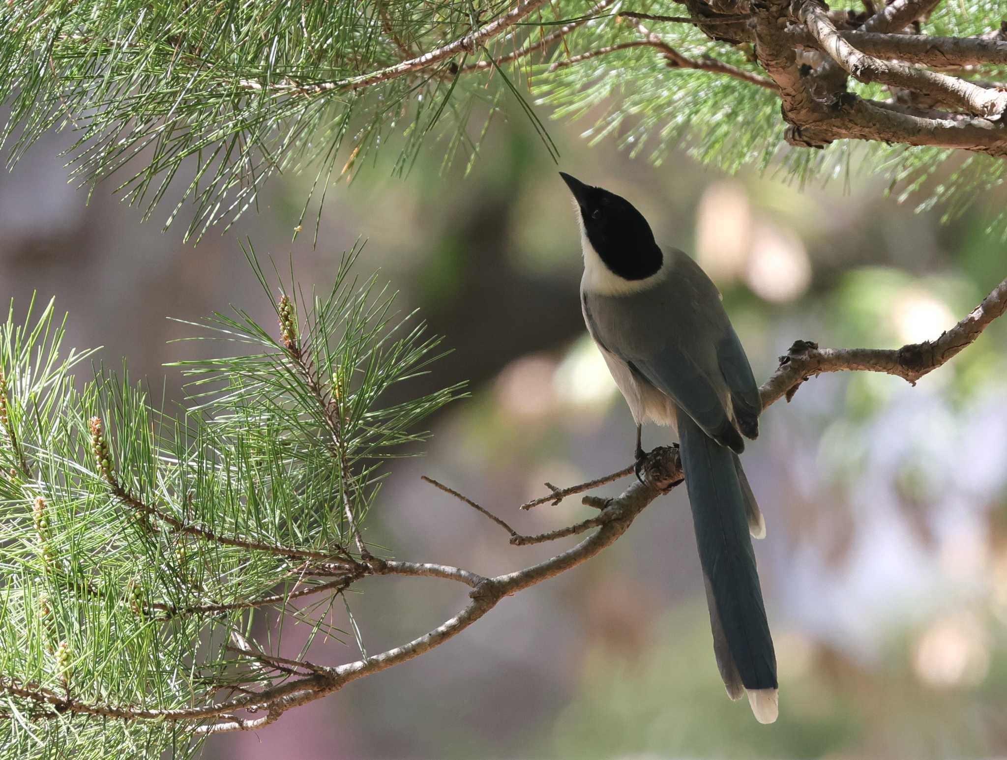 Photo of Azure-winged Magpie at 多摩地区 by taiga