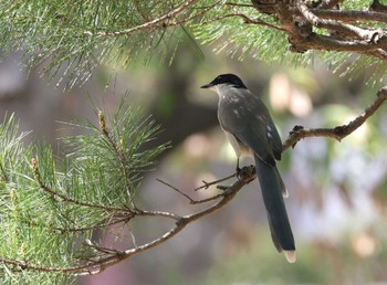 Azure-winged Magpie 多摩地区 Tue, 4/16/2024