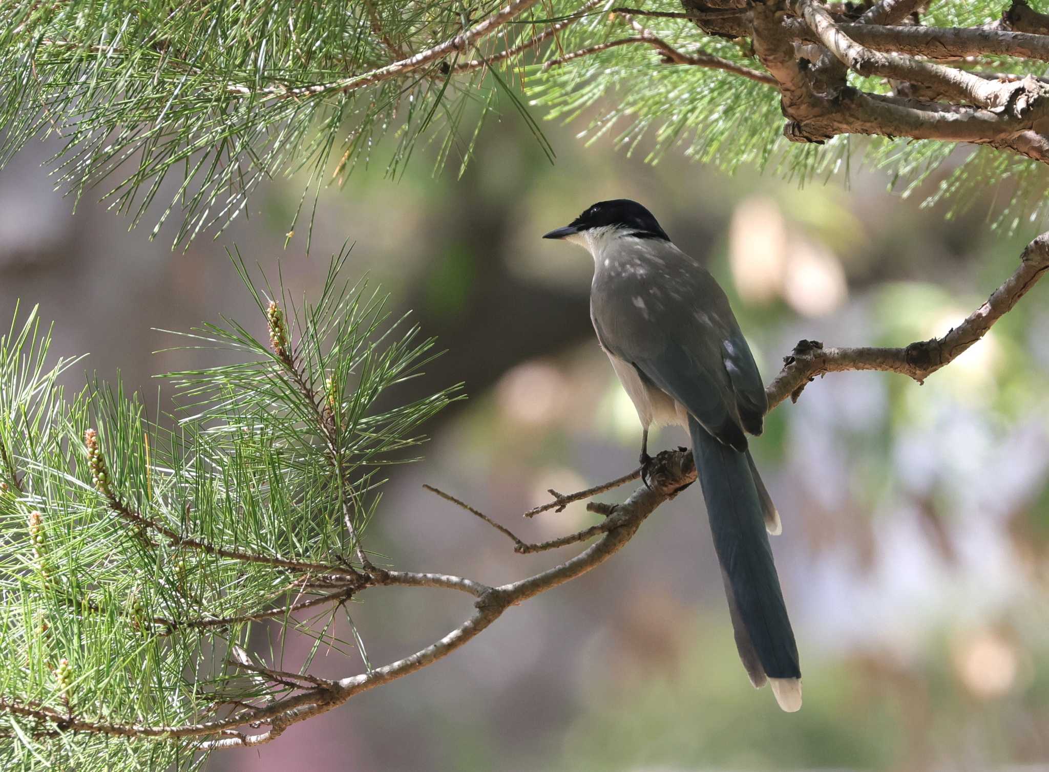 Photo of Azure-winged Magpie at 多摩地区 by taiga