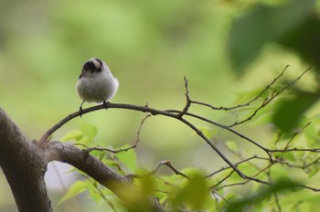 Long-tailed Tit ＭＦ Thu, 4/18/2024