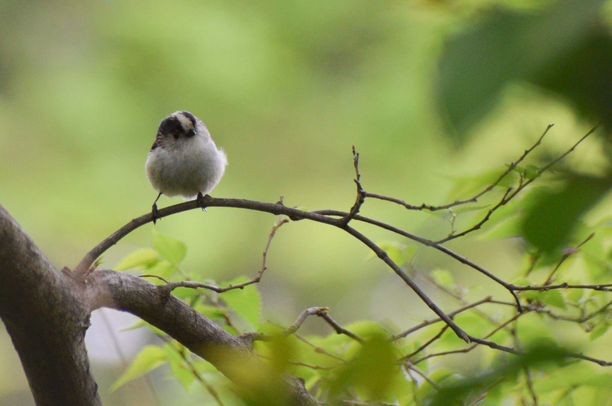 Long-tailed Tit