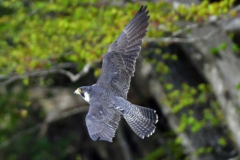 ハヤブサ 青葉山公園 2024年4月20日(土)