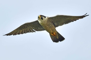 ハヤブサ 青葉山公園 2024年4月20日(土)