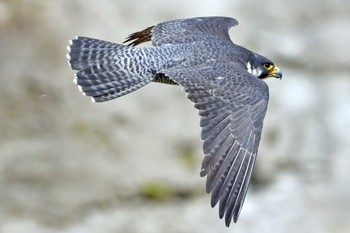 Peregrine Falcon Aobayama Park Sat, 4/20/2024