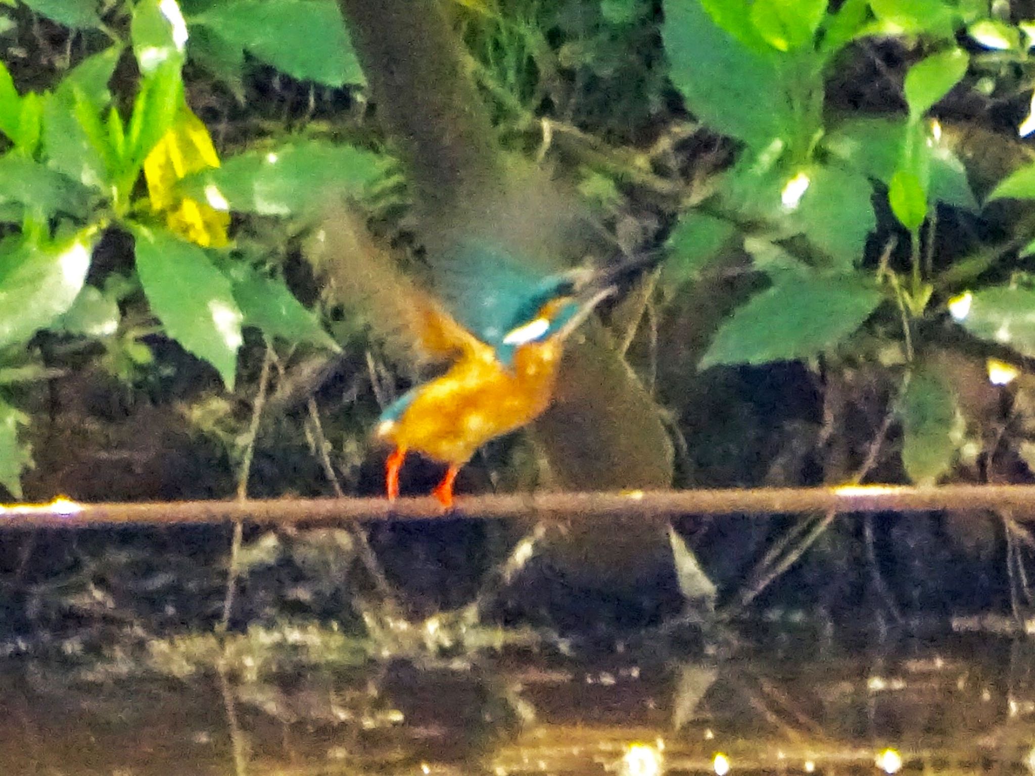 舞岡公園 カワセミの写真 by KAWASEMIぴー