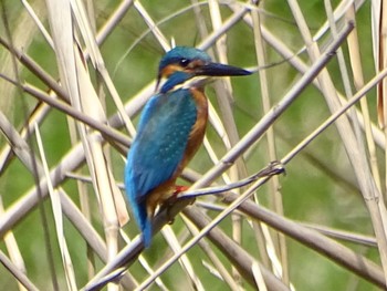 カワセミ 舞岡公園 2024年4月20日(土)