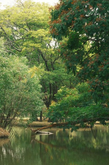 未同定 Wachirabenchathat Park(Suan Rot Fai) 2024年4月17日(水)