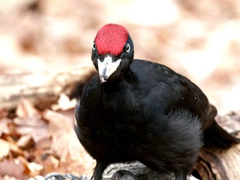 Black Woodpecker Nishioka Park Sat, 4/20/2024