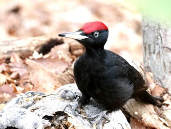 Black Woodpecker Nishioka Park Sat, 4/20/2024