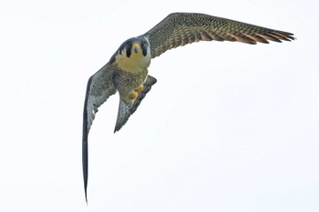 Peregrine Falcon Aobayama Park Sat, 4/20/2024