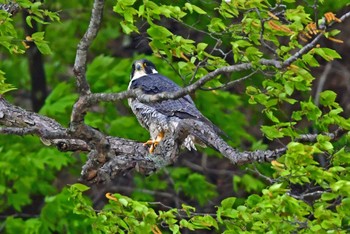 Peregrine Falcon Aobayama Park Sat, 4/20/2024