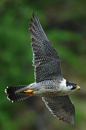 Peregrine Falcon Aobayama Park Sat, 4/20/2024