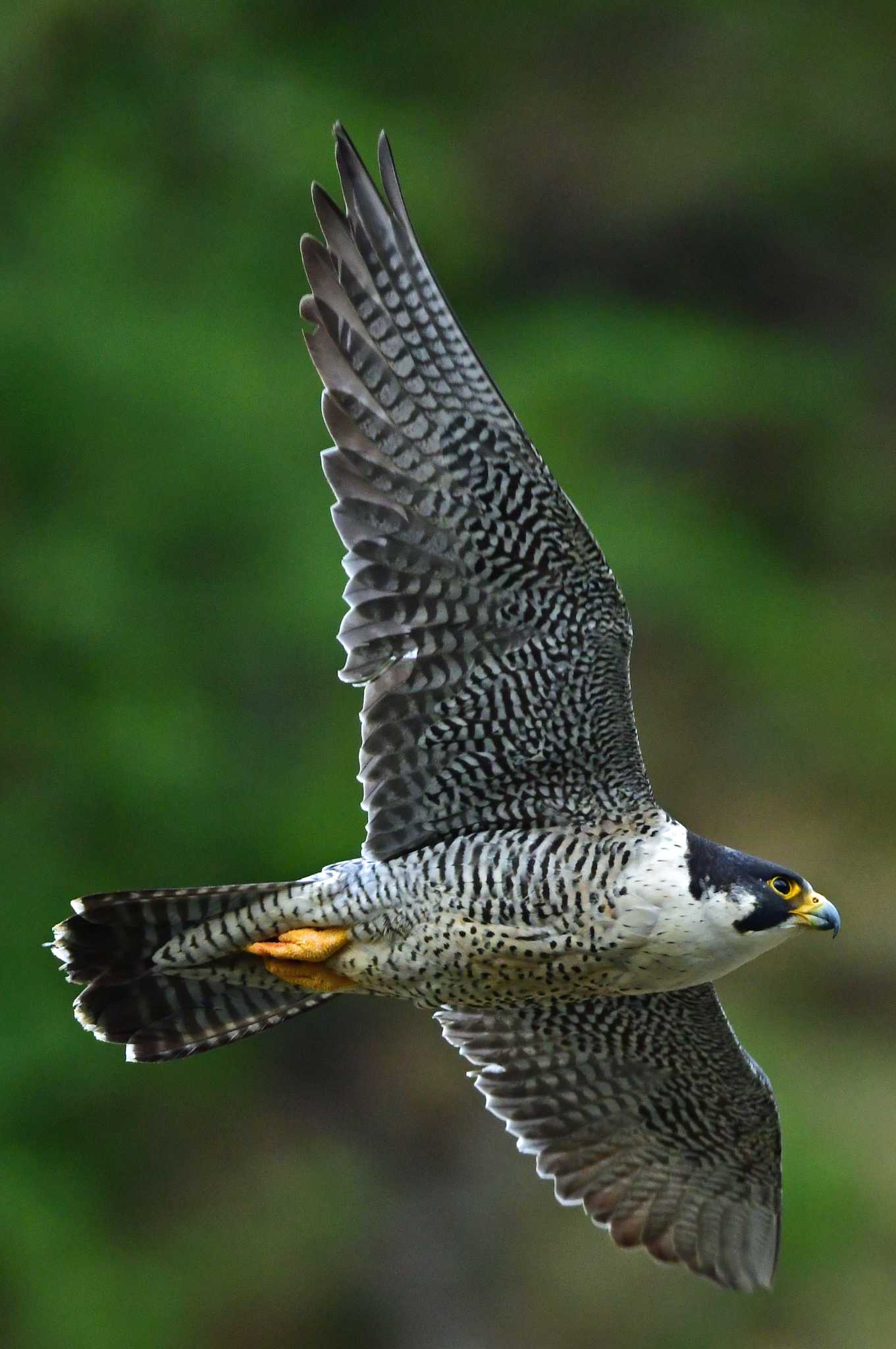 Photo of Peregrine Falcon at Aobayama Park by Keiichi TAKEDA