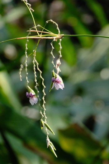 Unknown Species Wachirabenchathat Park(Suan Rot Fai) Wed, 4/17/2024