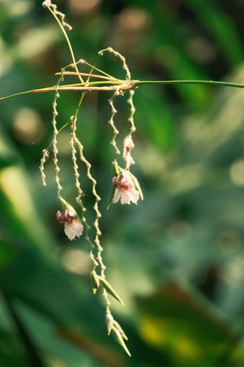 Unknown Species Wachirabenchathat Park(Suan Rot Fai) Wed, 4/17/2024