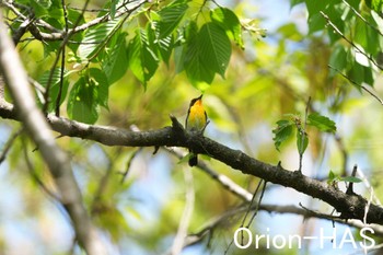 Narcissus Flycatcher 東京都多摩地域 Fri, 4/19/2024