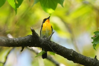 Narcissus Flycatcher 東京都多摩地域 Fri, 4/19/2024