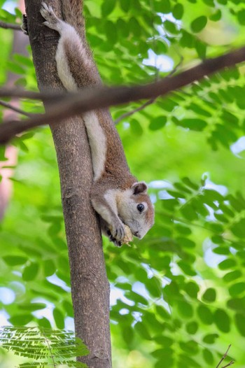 未同定 Wachirabenchathat Park(Suan Rot Fai) 2024年4月17日(水)