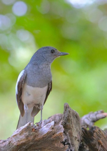 Oriental Magpie-Robin Wachirabenchathat Park(Suan Rot Fai) Wed, 4/17/2024