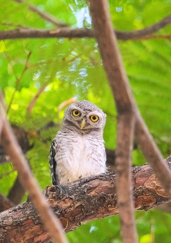 Spotted Owlet Wachirabenchathat Park(Suan Rot Fai) Wed, 4/17/2024