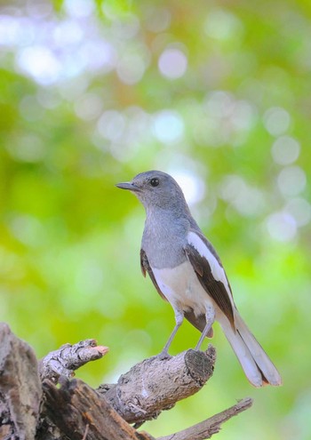 Oriental Magpie-Robin Wachirabenchathat Park(Suan Rot Fai) Wed, 4/17/2024